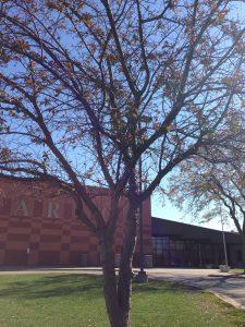 A tree at MHS with the leaves slowly changing, showing that Autumn is here.