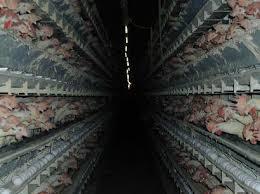Chickens being confined in an inhumane place, packed tightly together with no sunlight 