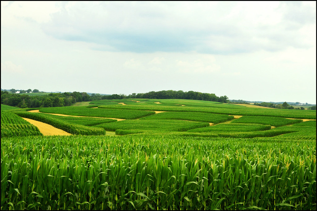 Iowa is well known for the corn fields one can see while traveling across the state.
