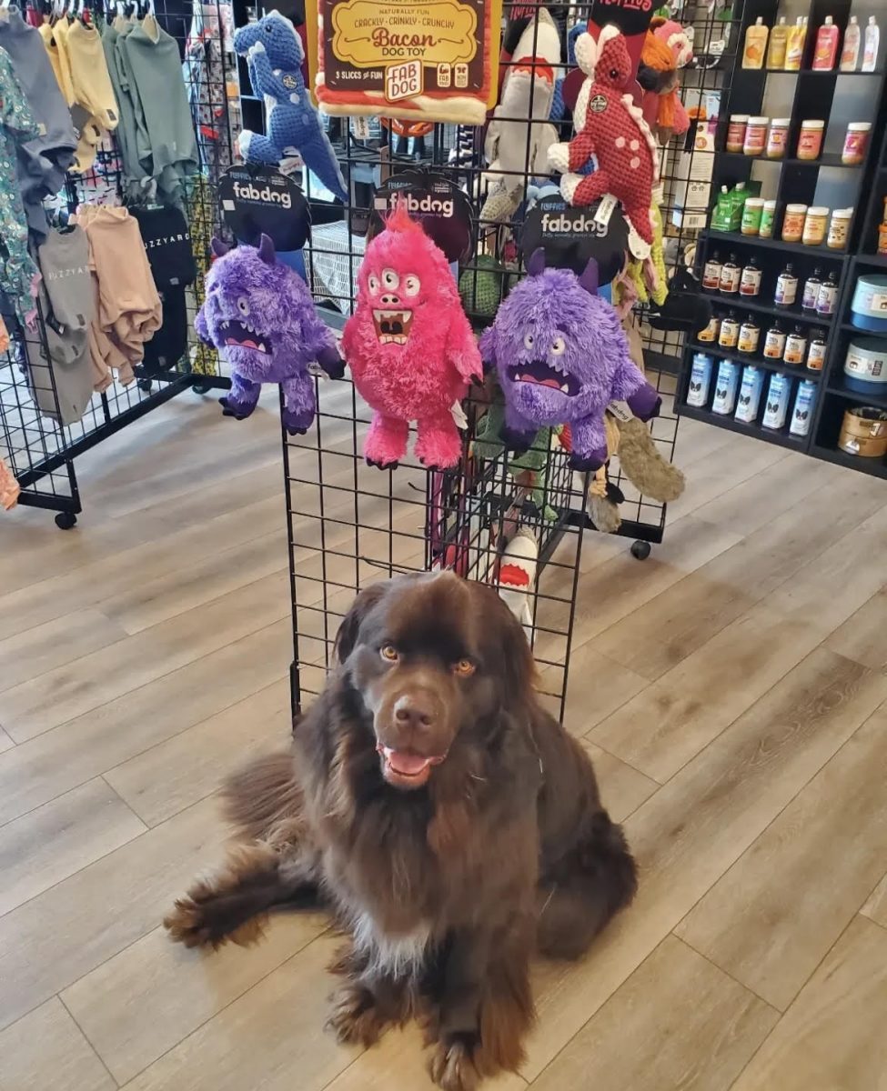 The owner of Lush Puppy Boutique’s dog named Kodiak smiles at the camera letting the people know about the new toys that came in. 