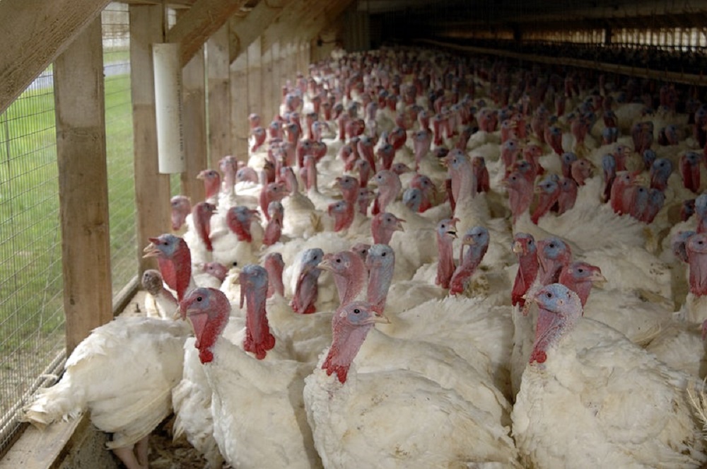 Farmed turkeys are usually housed in cramped living quarters, with little to no room to move around. 